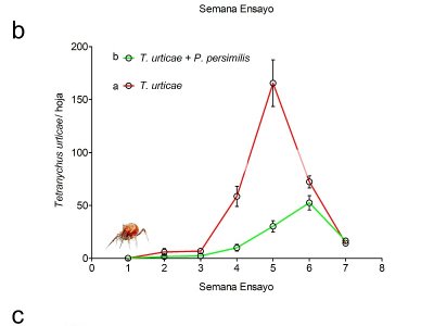 Tetranychus urticae